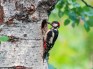 The Benefits of Integrating Birdwatching into Your Outdoor Adventures