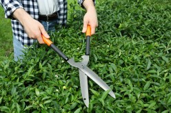 Maximize Your Gardening Skills with These Non-Chainsaw Tree Trim Options