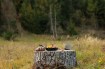 From Breakfast to Dinner: Complete One-Pot Meal Plans for Tent Campers