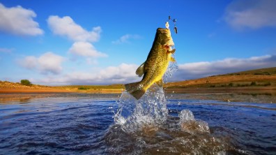 Understanding Bass Behavior in Spring: How to Adapt Your Fishing Tactics