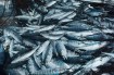 How Technology is Helping Fishermen Avoid Overfishing: Innovations to Know About